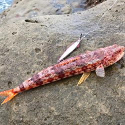 イカも成長してます