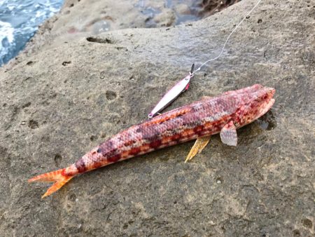 イカも成長してます