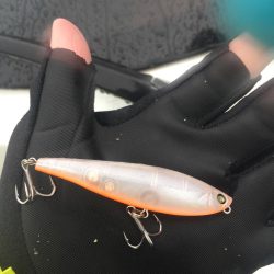 朝明川 ウェーディング