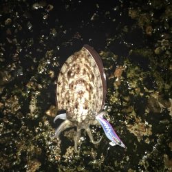 雨の中のエギング