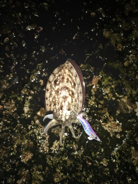 雨の中のエギング