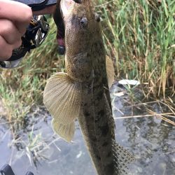 紀ノ川マゴチ〜！