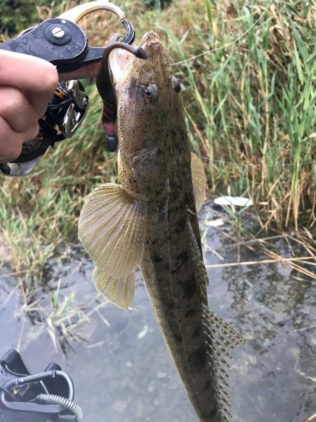 紀ノ川マゴチ〜！