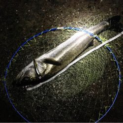 今日は渋めのシーバス