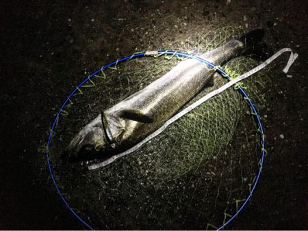 今日は渋めのシーバス