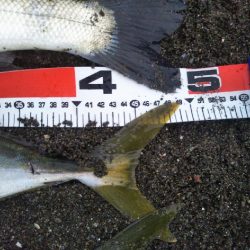 阿南市でハマチ、シーバス、タチウオ好調