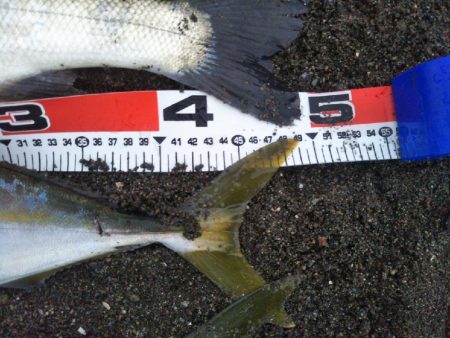 阿南市でハマチ、シーバス、タチウオ好調