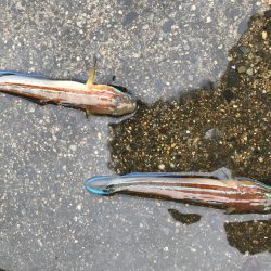 山口県東栄3丁目４４  釣具屋で聞いたポイントでチャレンジ