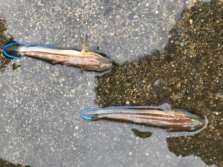 山口県東栄3丁目４４  釣具屋で聞いたポイントでチャレンジ