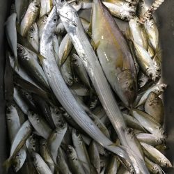 タチウオ、アジ、シオ