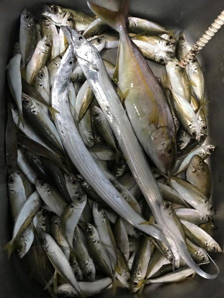 タチウオ、アジ、シオ