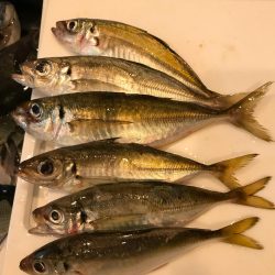 魚津港 フカセ夜釣りグレ入れ食い！