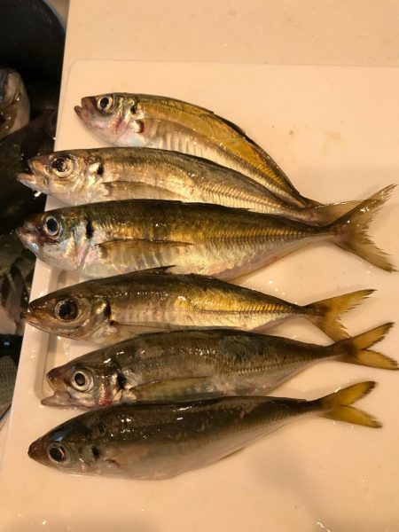 魚津港 フカセ夜釣りグレ入れ食い！