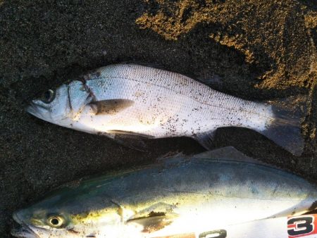 阿南市でツバス、シーバス、タチウオ好調