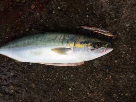 朝練してきました