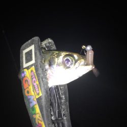 舞洲アジング絶好調