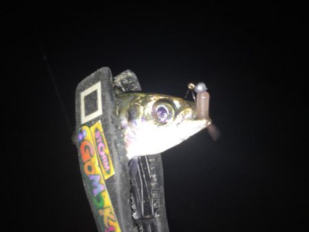 舞洲アジング絶好調