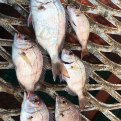 ルアーに反応しなくなったハマチ！アオリイカにマダイ