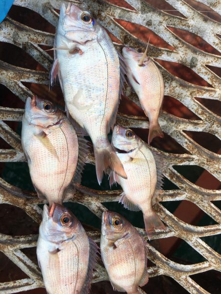 ルアーに反応しなくなったハマチ！アオリイカにマダイ