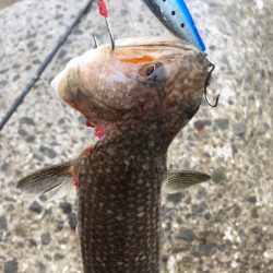 茶色いのんやけど