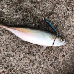 新規開拓でタチウオ絶好調！