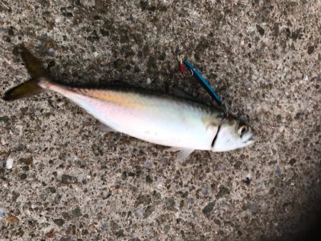 新規開拓でタチウオ絶好調！