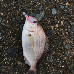 漁港ワームを使いました。