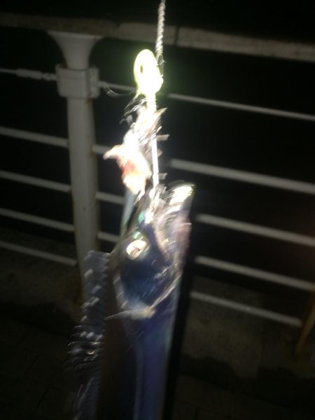 イワシの引き釣り