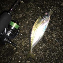 中アジ連発(･∀･)