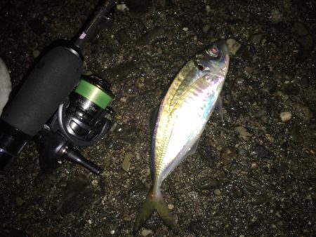 中アジ連発(･∀･)