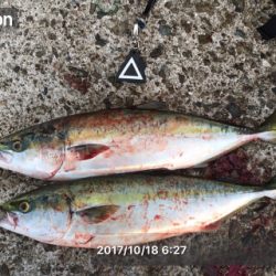 ハマチの回遊一瞬！