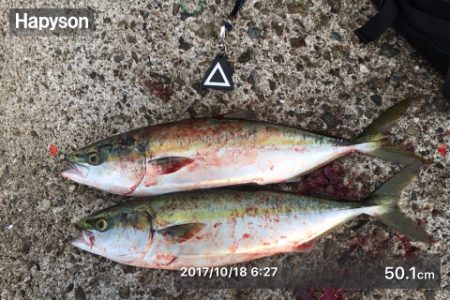 ハマチの回遊一瞬！