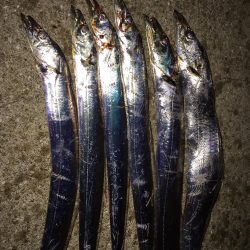 やっとタチウオ釣ったったわー