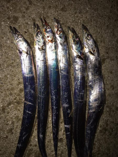 やっとタチウオ釣ったったわー