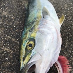 ハマチ祭り⁉︎