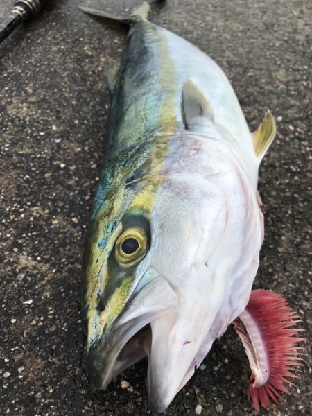 ハマチ祭り⁉︎