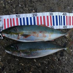 少し沖でハマチ連発！