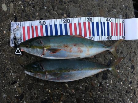 少し沖でハマチ連発！