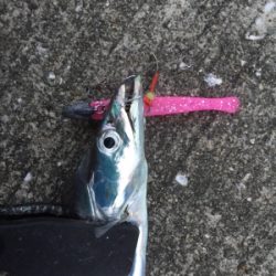 湾内タチウオ好調