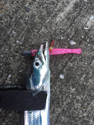 湾内タチウオ好調