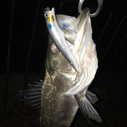 初シーバス！ゲット