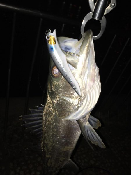 初シーバス！ゲット