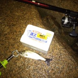 初の手のひら以上キビレ