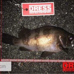 アジングにて初魚種