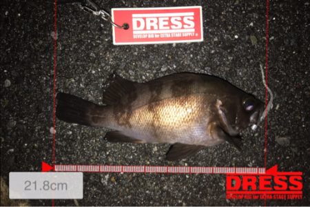 アジングにて初魚種