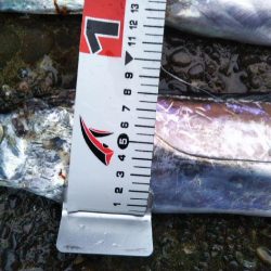 阿南市の辰巳でドラゴン