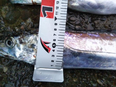 阿南市の辰巳でドラゴン