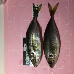 雨のアジング！