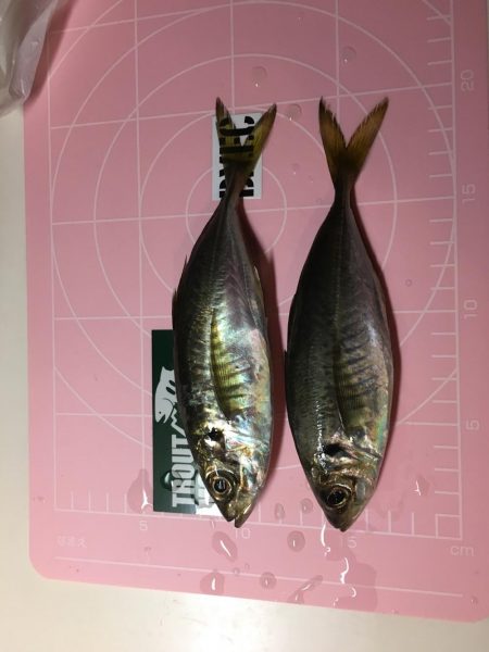 雨のアジング！