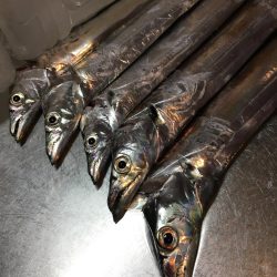 エコギアルアーいいね!